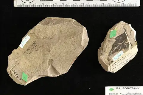 Dokumentasi USNM P36944 dengan identifikasi pada sumber Quercus merriami. Isi dan label gambar dipertahankan.