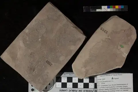 Dokumentasi USNM P2565 dengan identifikasi pada sumber Quercus pseudolyrata. Isi dan label gambar dipertahankan.