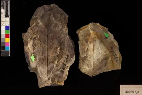 Dokumentasi USNM P38876B dengan identifikasi pada sumber Quercus nevadensis. Isi dan label gambar dipertahankan.