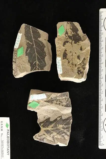 Dokumentasi USNM P36959 dengan identifikasi pada sumber Quercus payettensis. Isi dan label gambar dipertahankan.
