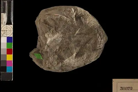 Dokumentasi USNM P38879 dengan identifikasi pada sumber Quercus pseudocastanea. Isi dan label gambar dipertahankan.