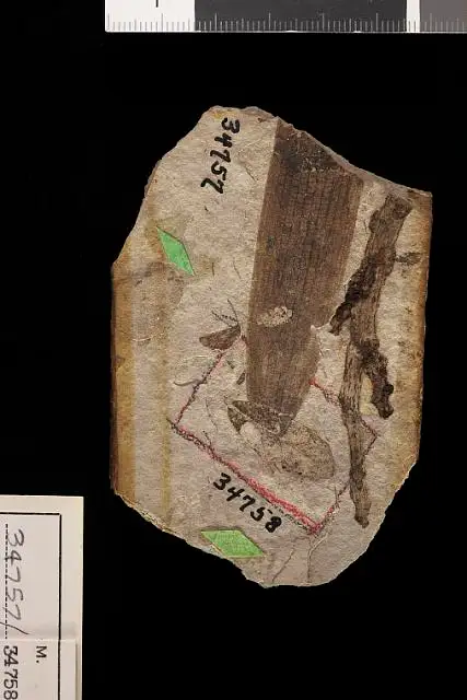 Dokumentasi USNM P34758 dengan identifikasi pada sumber Quercus scudderi. Isi dan label gambar dipertahankan.