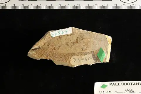 Dokumentasi USNM P36964 dengan identifikasi pada sumber Quercus simulata. Isi dan label gambar dipertahankan.