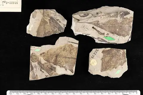 Dokumentasi USNM P35235A dengan identifikasi pada sumber Quercus stantoni. Isi dan label gambar dipertahankan.