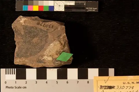 Dokumentasi USNM PAL330778 dengan identifikasi pada sumber Quercus valdensis. Isi dan label gambar dipertahankan.