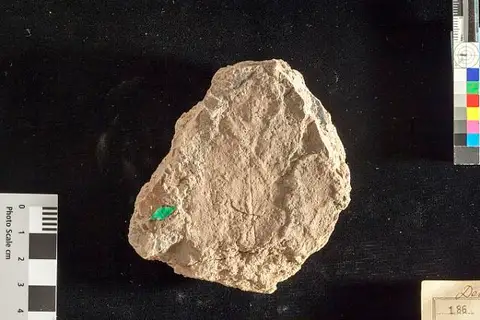 Dokumentasi USNM P186 dengan identifikasi pada sumber Quercus viburnifolia. Isi dan label gambar dipertahankan.