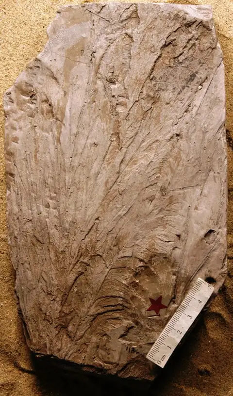 Dokumentasi YPM PB 010992 dengan identifikasi pada sumber Frenelopsis gracilis. Isi dan label gambar dipertahankan.