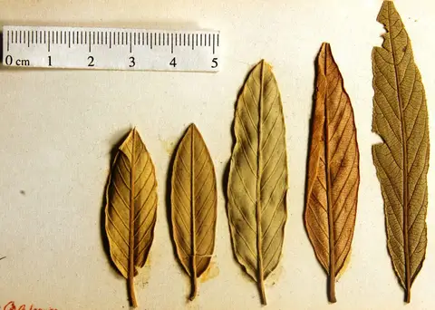 Dokumentasi YPM PB 028845 dengan identifikasi pada sumber Rhamnus californica. Isi dan label gambar dipertahankan.