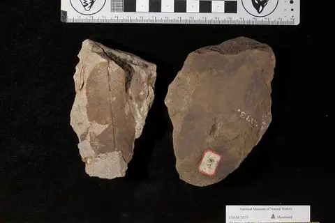 Dokumentasi USNM P2373 dengan identifikasi pada sumber Rhamnus cleburni. Isi dan label gambar dipertahankan.