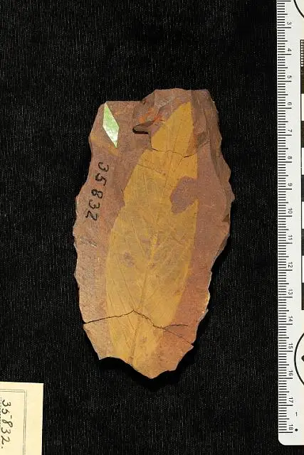 Dokumentasi USNM P35832 dengan identifikasi pada sumber Rhamnus marginatus. Isi dan label gambar dipertahankan.
