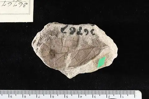 Dokumentasi USNM P36767 dengan identifikasi pada sumber Rhamnus salicifolius. Isi dan label gambar dipertahankan.