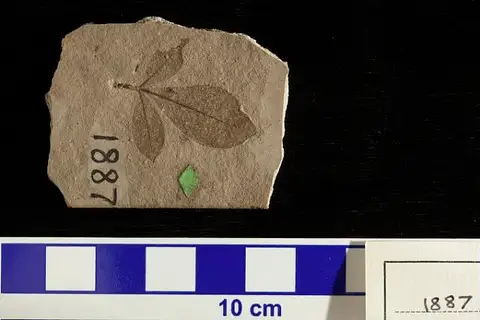 Dokumentasi USNM P1887 dengan identifikasi pada sumber Rhus cassioides. Isi dan label gambar dipertahankan.