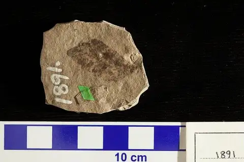 Dokumentasi USNM P1891 dengan identifikasi pada sumber Rhus hilliae. Isi dan label gambar dipertahankan.