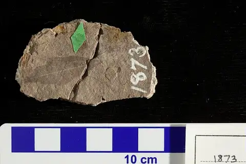 Dokumentasi USNM P1873 dengan identifikasi pada sumber Rhus acuminata. Isi dan label gambar dipertahankan.