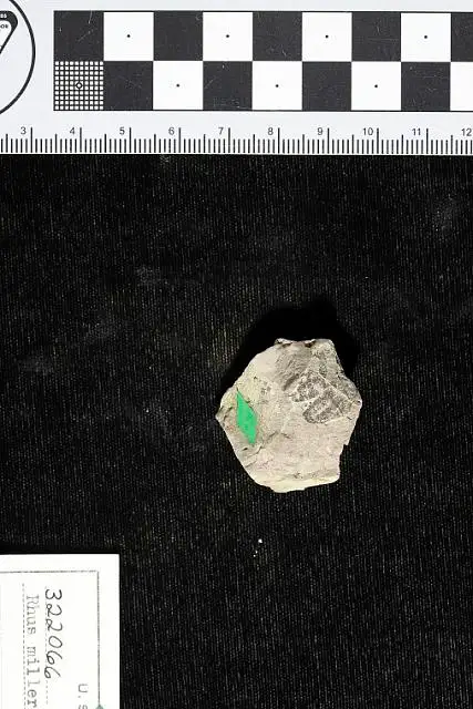 Dokumentasi USNM PAL322066 dengan identifikasi pada sumber Rhus milleri. Isi dan label gambar dipertahankan.