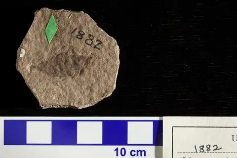 Dokumentasi USNM P1882 dengan identifikasi pada sumber Rhus subrhomboidalis. Isi dan label gambar dipertahankan.