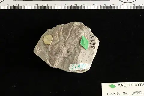 Dokumentasi USNM P36991 dengan identifikasi pada sumber Rhus typhinoides. Isi dan label gambar dipertahankan.