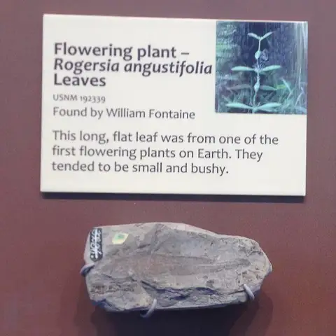 Dokumentasi USNM PAL192339 dengan identifikasi pada sumber Rogersia angustifolia. Isi dan label gambar dipertahankan.