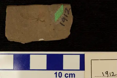 Dokumentasi USNM P1912 dengan identifikasi pada sumber Rosa hilliae. Isi dan label gambar dipertahankan.