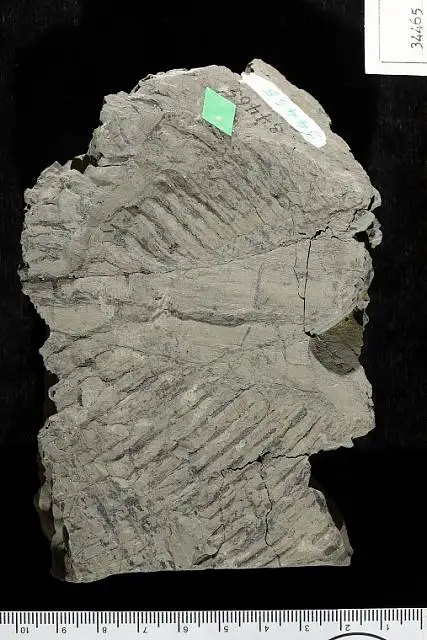 Dokumentasi USNM P34465 dengan identifikasi pada sumber Sabal montana. Isi dan label gambar dipertahankan.