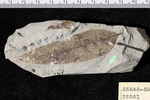 Dokumentasi USNM P35261 dengan identifikasi pada sumber Salix cumberlandensis. Isi dan label gambar dipertahankan. Foto bersama; identifikasi material mengikuti asosiasi katalog.