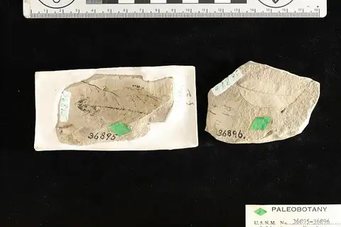 Dokumentasi USNM P36895 dengan identifikasi pada sumber Salix dayana. Isi dan label gambar dipertahankan.