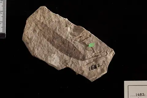 Dokumentasi USNM P1682 dengan identifikasi pada sumber Salix amygdalaefolia. Isi dan label gambar dipertahankan.