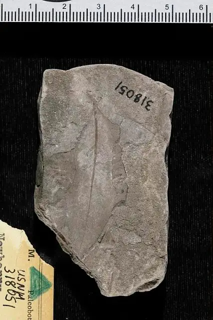 Dokumentasi USNM PAL318051 dengan identifikasi pada sumber Salix meekii. Isi dan label gambar dipertahankan.