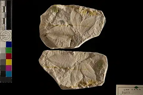 Dokumentasi USNM PAL316374 dengan identifikasi pada sumber Castanopsis perplexa. Isi dan label gambar dipertahankan.