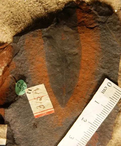 Dokumentasi YPM PB 020619 dengan identifikasi pada sumber Salix cuneata. Isi dan label gambar dipertahankan.