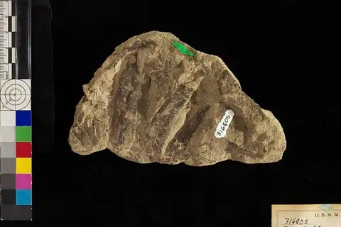 Dokumentasi USNM PAL316805 dengan identifikasi pada sumber Salpichlaena anceps. Isi dan label gambar dipertahankan.