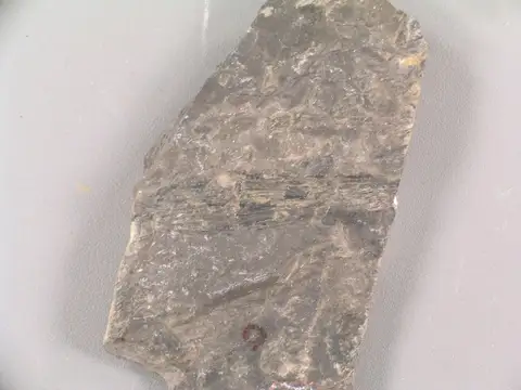 Dokumentasi YPM PB 011609 dengan identifikasi pada sumber Salvinia elliptica. Isi dan label gambar dipertahankan.