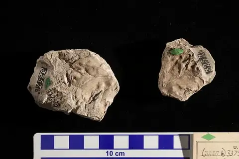 Dokumentasi USNM PAL337573 dengan identifikasi pada sumber Sapindopsis brevifolia. Isi dan label gambar dipertahankan.