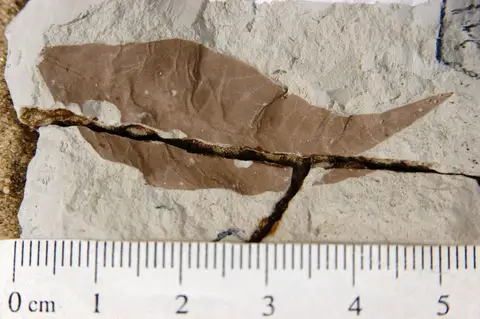 Dokumentasi YPM PB 028647.A dengan identifikasi pada sumber Sapindus coloradensis. Isi dan label gambar dipertahankan.