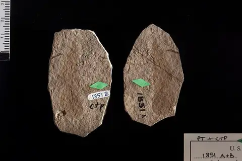 Dokumentasi USNM P1851 dengan identifikasi pada sumber Sapindus lancifolius. Isi dan label gambar dipertahankan.