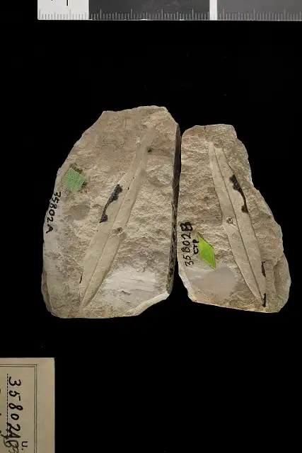 Dokumentasi USNM P35802 dengan identifikasi pada sumber Sapindus linearifolius. Isi dan label gambar dipertahankan.