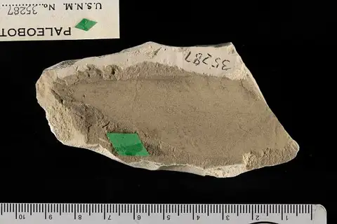 Dokumentasi USNM P35287 dengan identifikasi pada sumber Sapindus oklahomensis. Isi dan label gambar dipertahankan.