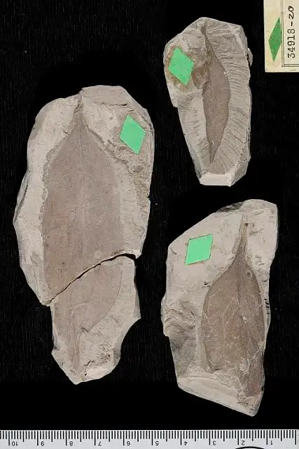 Dokumentasi USNM P34919 dengan identifikasi pada sumber Sapindus variabilis. Isi dan label gambar dipertahankan.