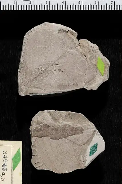 Dokumentasi USNM P34943 dengan identifikasi pada sumber Sapotacites ettingshauseni. Isi dan label gambar dipertahankan.