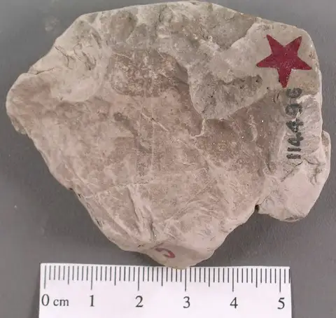 Dokumentasi YPM PB 011223 dengan identifikasi pada sumber Sassafras hastatum. Isi dan label gambar dipertahankan.