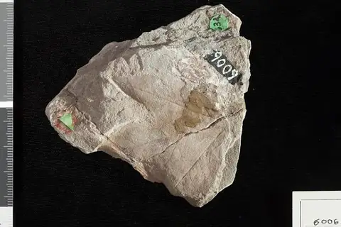 Dokumentasi USNM P6006 dengan identifikasi pada sumber Sassafras mudgii. Isi dan label gambar dipertahankan.