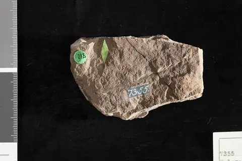Dokumentasi USNM P7355 dengan identifikasi pada sumber Scleropteris distantifolia. Isi dan label gambar dipertahankan.
