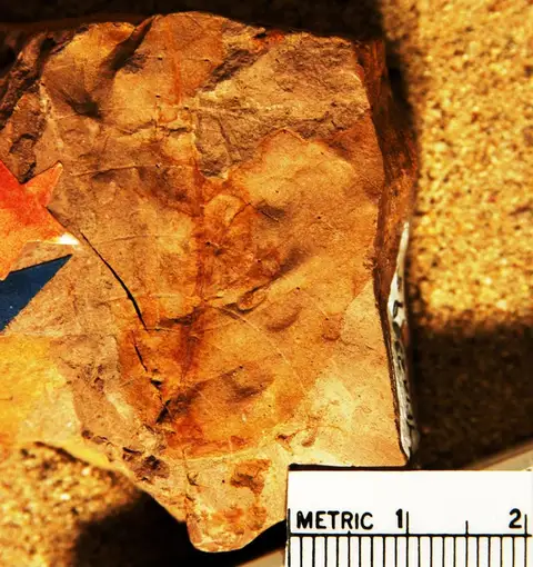 Dokumentasi YPM PB 023896 dengan identifikasi pada sumber Sequoia angustifolia. Isi dan label gambar dipertahankan.