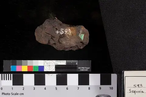 Dokumentasi USNM P593 dengan identifikasi pada sumber Sequoia condita. Isi dan label gambar dipertahankan.