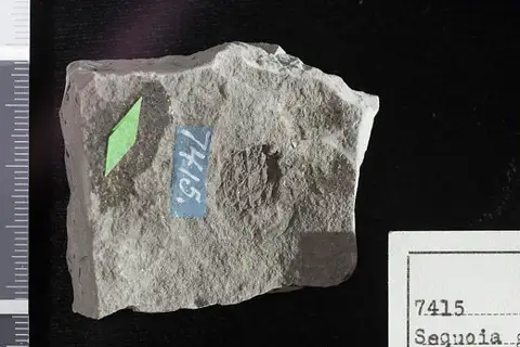 Dokumentasi USNM P7415 dengan identifikasi pada sumber Sequoia gracilis. Isi dan label gambar dipertahankan.