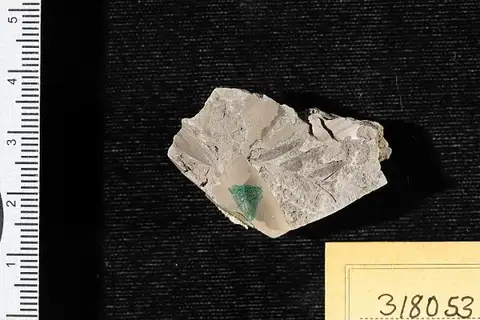 Dokumentasi USNM PAL318053 dengan identifikasi pada sumber Sequoia heterophylla. Isi dan label gambar dipertahankan.