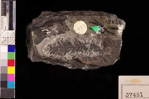 Dokumentasi USNM P37451 dengan identifikasi pada sumber Sequoia obovata. Isi dan label gambar dipertahankan.