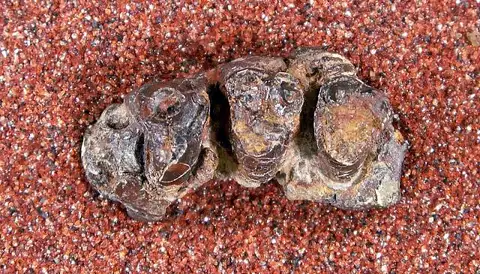 Dokumentasi USNM V15704 dengan identifikasi pada sumber Conoryctella dragonensis. Isi dan label gambar dipertahankan.
