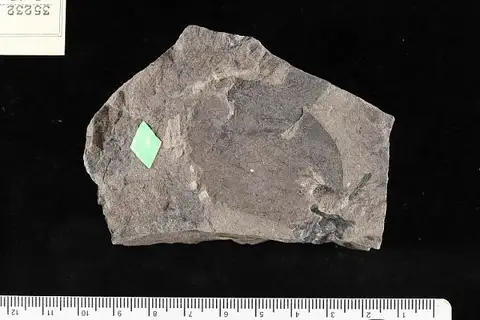 Dokumentasi USNM P35232 dengan identifikasi pada sumber Smilax coloradensis. Isi dan label gambar dipertahankan.