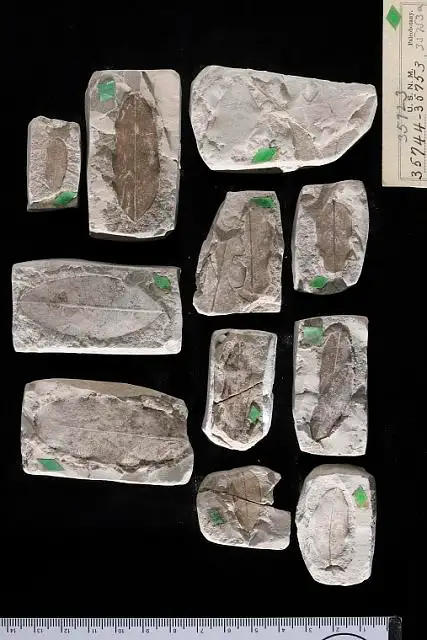 Dokumentasi USNM P35744 dengan identifikasi pada sumber Sophora wilcoxiana. Isi dan label gambar dipertahankan.